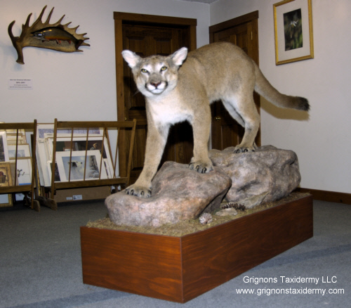Mountain lion mount by Grignons Taxidermy Studio